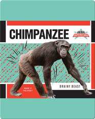 Chimpanzee: Brainy Beast