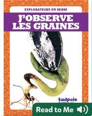 J’observe les graines