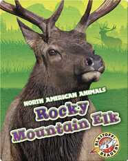 Rocky Mountain Elk