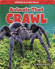 Animals That Crawl