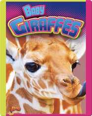 Baby Giraffes