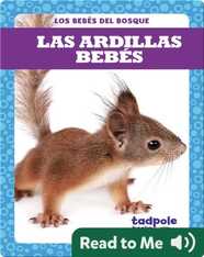 Las ardillas bebés