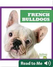 French Bulldogs