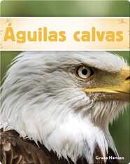 Águilas calvas
