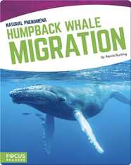 Natural Phenomena: Humpback Whale Migration