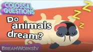 Do Animals Dream? | COLOSSAL QUESTIONS