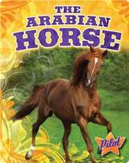 The Arabian Horse