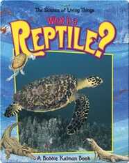What is a Reptile?