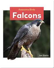 Falcons