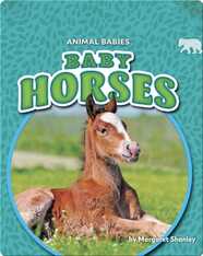 Animal Babies: Baby Horses