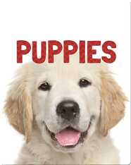 Animal Lovers: Puppies
