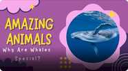 Amazing Animals: Why are Whales Special?