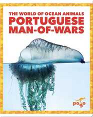 The World of Ocean Animals: Portuguese Man-Of-Wars