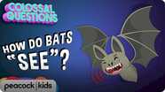 How Do Bats 'See' if They're Blind?