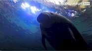 Columbus Zoo Qs: Can Manatees Control Their Buoyancy by Farting?