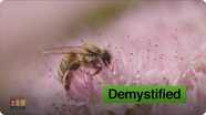 Demystified: What Would Happen If All the Bees Died?