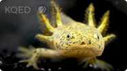 Deep Look: The Axolotl Salamander Doesn't Wanna Grow Up