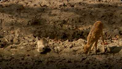 Hidden India: Dry Conditions Affect India Wildlife book
