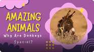 Amazing Animals: Why are Donkeys Special?