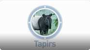 Amazing Animals: Tapirs