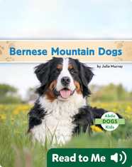 Bernese Mountain Dogs