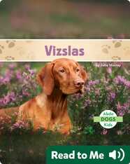 Vizslas