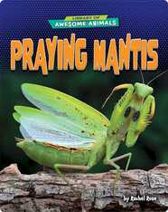 Praying Mantis