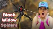 Black Widow Secrets: The Red Hourglass Mystery