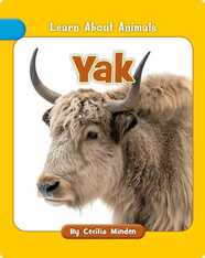 Yak