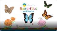 Smithsonian: Butterfly