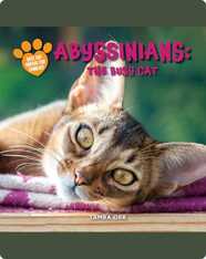 Abyssinians: The Busy Cat