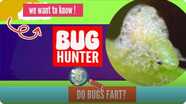 Do Bugs Fart
