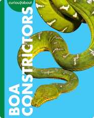 Curious about Boa Constrictors
