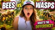 Bees vs. Wasps: What's the Difference?