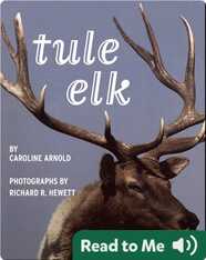 Tule Elk