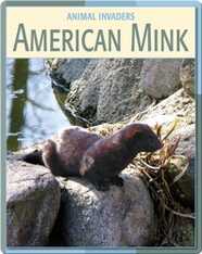Animal Invaders: American Mink
