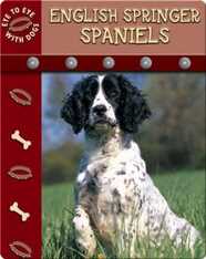 Eye To Eye With Dogs: English Springer Spaniels