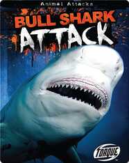 Bull Shark Attack