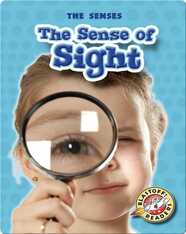 The Sense of Sight