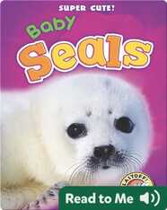 Super Cute! Baby Seals