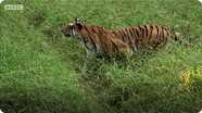 Tiger Cub's First Kill (Tiger - Spy in the Jungle)