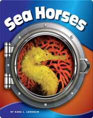 Sea Horses