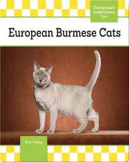 European Burmese Cats