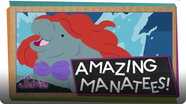 SciShow Kids: What’s a Manatee?