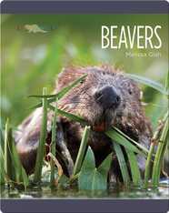Beavers