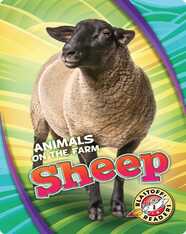 Animals on the Farm: Sheep