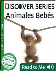 Animales Bebés
