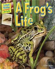 A Frog's Life