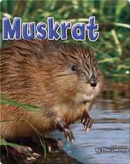 Muskrat