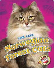 Norwegian Forest Cats